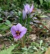 Saffron crocuses flowering in a garden in Osaka Prefecture