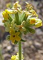 Cryptantha confertiflora