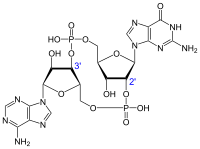 Циклический гуанозинмонофосфат-аденозинмонофосфат.svg