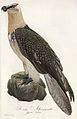 Bärtige Alpengeyeradler (= Bartgeier), (Gypaetus barbatus) aus „Teutsche Ornithologie oder Naturgeschichte aller Vögel Teutschlands“