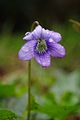 Фиалка крючковато-изогнутая (Viola adunca)