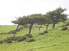 Mélèzes d'Europe (Larix decidua) près de la tour du Hoad Monument dans le nord-ouest de l'Angleterre