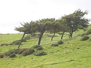 Effect of wind on trees. Walking around Hoad M...