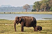 Sri Lankan elephants visit Minneriya Tank