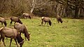 A herd of elk grazing at the forest.