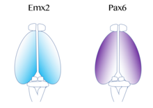 Depicted in blue, Emx2 is highly expressed at the caudomedial pole and dissipates outward. Pax6 expression is represented in purple and is highly expressed at the rostral lateral pole. (Adapted from Sanes, D., Reh, T., & Harris, W. (2012). Development of the Nervous System (3rd ed.). Burlington: Elsevier Science) Emx2 and Pax6 Expression.png