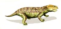 Eodicynodon
