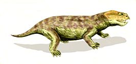 Eodicynodon