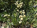 Eryngium yuccifolium