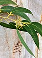 Bark, buds and leaves