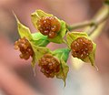 Euphorbia genoudiana