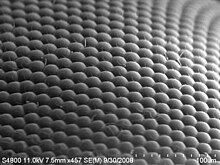 An image of a house fly compound eye surface by using scanning electron microscope FLY EYE.jpg