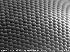 An image of a house fly eye surface by using S...