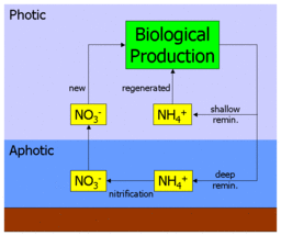Diagram of new and regenerated production with nitrification confined to the aphotic zone. This was used to frame the f-ratio and its link to export production. F ratio diagram.gif