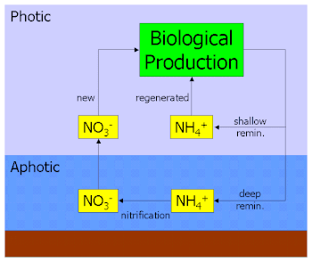 Flow chart of nitrification in the deep ocean (aphotic zone) and ammonium regeneration in the upper ocean surface (photic zone). F ratio diagram.gif