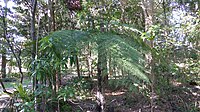 Tree fern