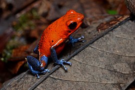 Strawberry poison-dart frog