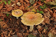 Fly Agaric (Amanita muscaria) 3.JPG