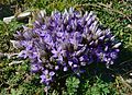 Österreichischer Kranzenzian (Gentianella austriaca). Standort: Rax, Niederösterreich  Qualitätsbild