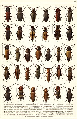 Néhány ide tartozó faj Georgiy Jacobson :"Beetles Russia and Western Europe", 1905-ben kiadott könyvéből