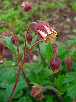 Ojakellukka (Geum rivale)