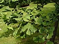 Ginkgo biloba jeune rameau.jpg