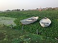 Waterhyacinten in de Gomti