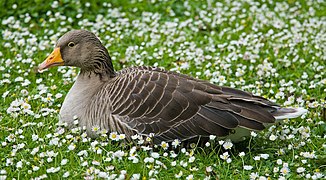 Greylag Goose in St James's Park, London - May 2006