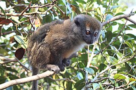 Grijze halfmaki (Hapalemur griseus)