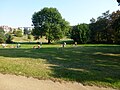 Liegewiese im Friedenthalpark
