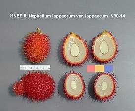 Keratan rentas buah rambutan.