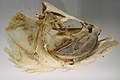 Atlanti tarpon (Megalops atlanticus) koponya