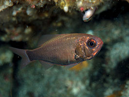 Aulotrachichthys prosthemius