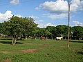 Caballos, Hato Santa Rosa, Apure - Venezuela