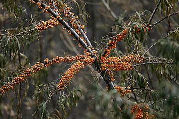 Hippophae rhamnoides