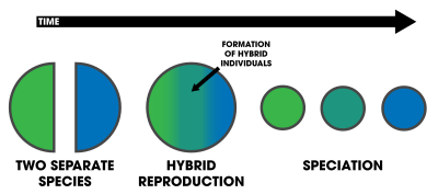 Two species mate resulting in a fit hybrid that is unable to mate with members of its parent species. Hybrid Speciation Schematic.svg