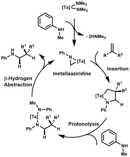 Mecanisme proposat d'hidroaminoalquilació