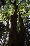 Rotbuche (Fagus sylvatica)