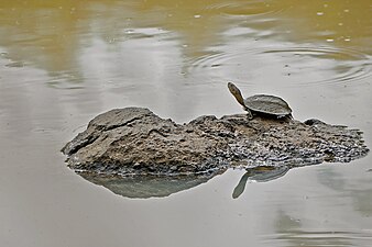 പാർശ്വം