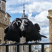 Two of the current Ravens of the Tower of London. The ravens' presence is traditionally believed to protect the Crown and the tower; a superstition holds that "if the Tower of London ravens are lost or fly away, the Crown will fall and Britain with it". Jubilee and Munin, Ravens, Tower of London 2016-04-30.jpg