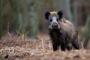 34. Platz: Galanalag mit Eine junge Bache (Sus scrofa) steht an einem Wasserloch auf einer Lichtung zwischen Adlerfarn, Kiefern, Erlen und Buchen im Nationalpark Vorpommersche Boddenlandschaft.