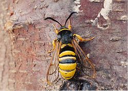 Lunar Hornet Moth (Sesia bembeciformis) by Ian Kimber 01.jpg