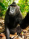 Autoportrait d'un macaque nègre.