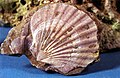 Fossil scallop