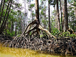 Mangrove roots at low tide