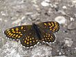 Melitaea diamina