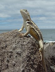 Microlophus bivittatus, эндемик острова, на куске застывшей лавы