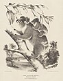 A black and white historic illustration of a koala in a tree with a baby on its back.