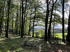 Wald mit Buchen-Starkholz am südwestlichen Ende des NSG