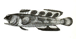 Opistognathus rosenbergii